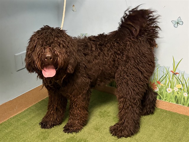 Penrod Pooch, a Puli, available for adoption