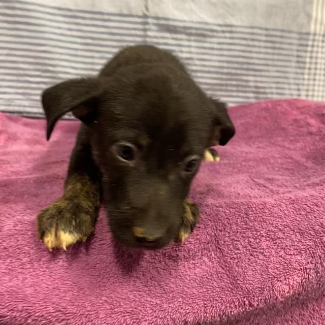 Chrissy, a Pit Bull Terrier, available for adoption