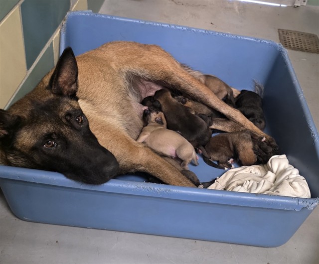 Daisy + Puppies, a Belgian Shepherd Malinois, available for adoption