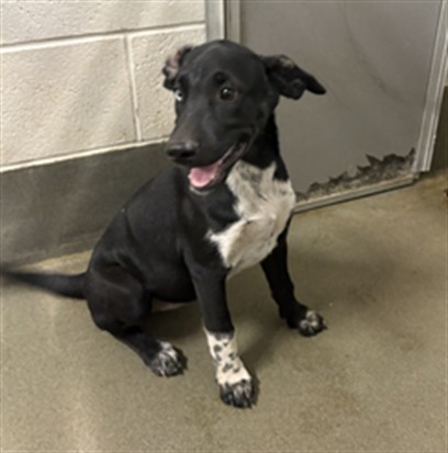 A035171, a Retriever (mix breed), available for adoption