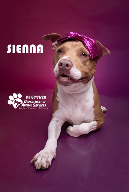 Sienna, a Pit Bull Terrier, available for adoption