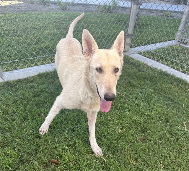 Remy, a German Shepherd (mix breed), available for adoption