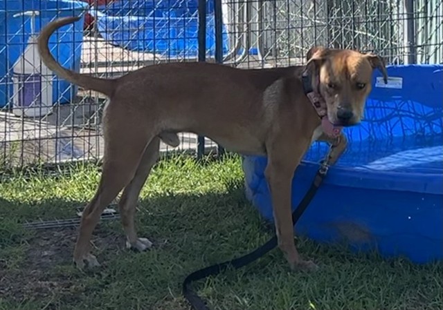 Pluto, a Shepherd (mix breed), available for adoption