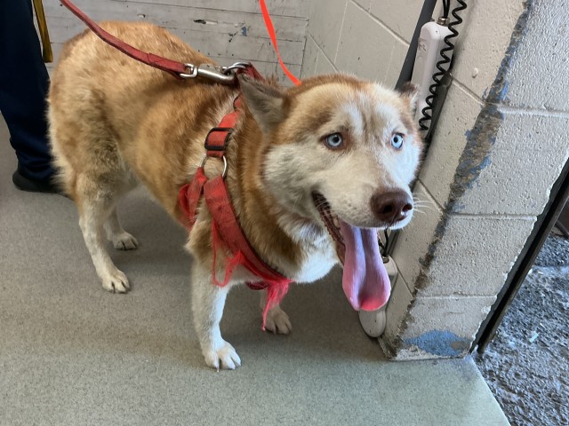 Scarlet, a Siberian Husky, available for adoption