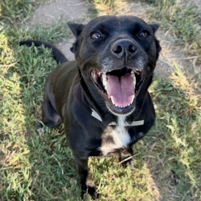 Ruth, a Pit Bull Terrier (mix breed), available for adoption
