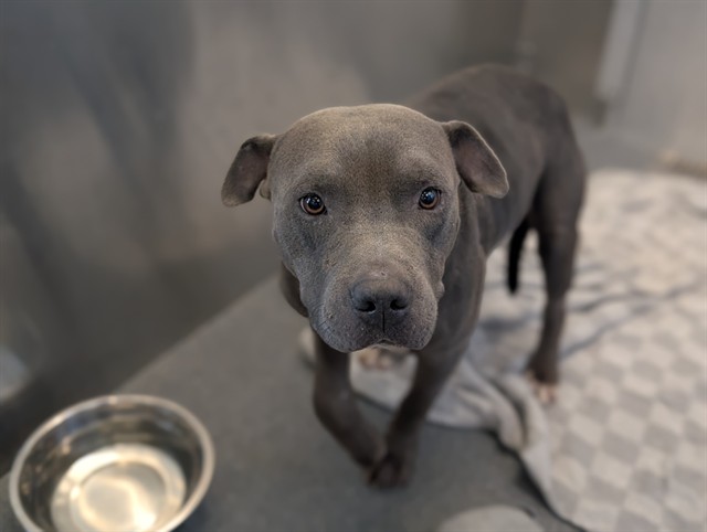 Greyson, a Pit Bull Terrier (mix breed), available for adoption