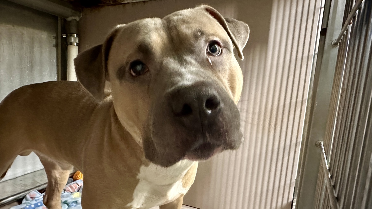 Mumbo Jumbo, a Mastiff, available for adoption