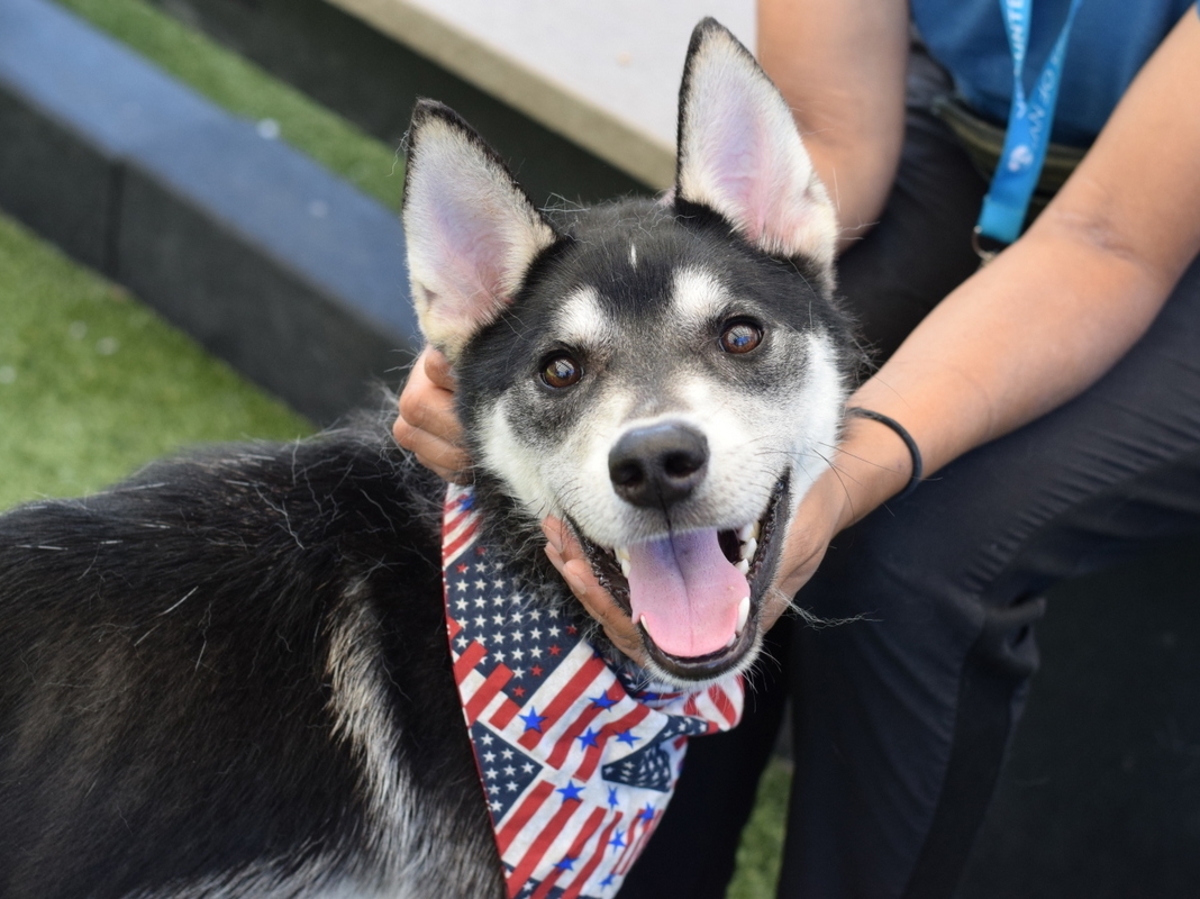 Kangaroo Jack, a Husky, available for adoption
