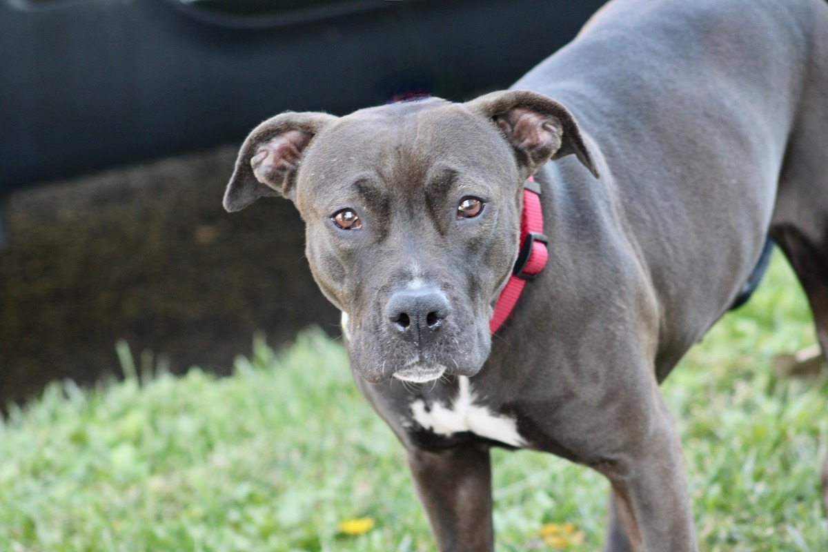 Lodi, a Pit Bull Terrier, available for adoption