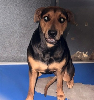 Cocoa, a German Shepherd, available for adoption