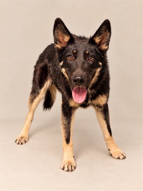 Jasper, a German Shepherd, available for adoption