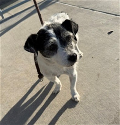 A5805711, a Terrier, available for adoption