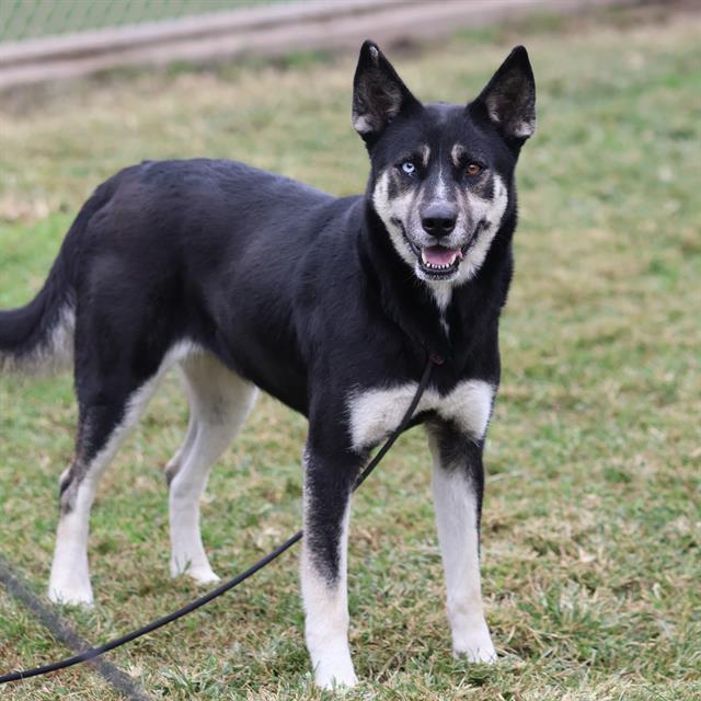 Sima, a Siberian Husky, available for adoption