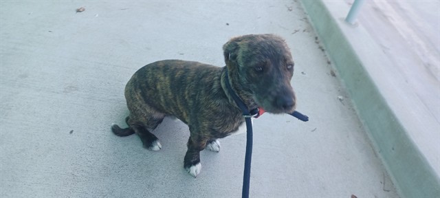 A5806227, a Terrier, available for adoption