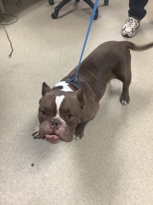 Scorpio, a Pit Bull Terrier (mix breed), available for adoption