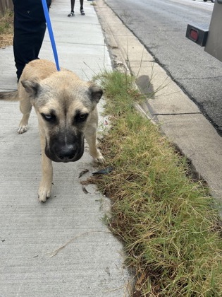 Liberty, a Shepherd, available for adoption
