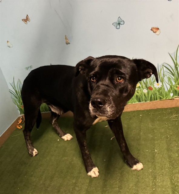 Negra, a Cane Corso Mastiff, available for adoption