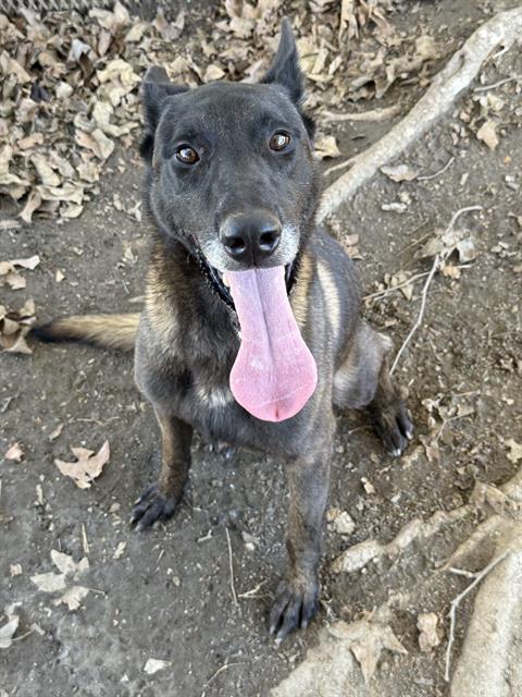 Caillou, a Belgian Shepherd Malinois, available for adoption