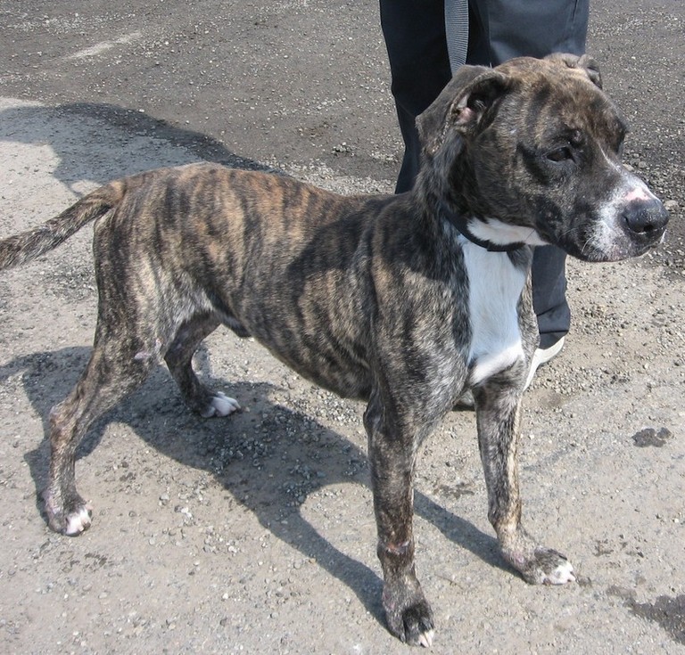 Other Photos of thie Dog