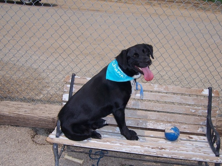 Other Photos of thie Dog