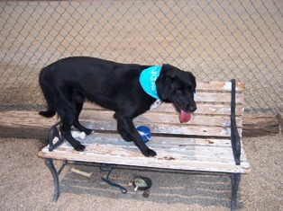 Other Photos of thie Dog