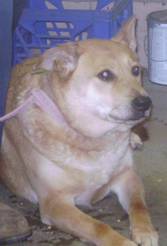 Other Photos of thie Dog