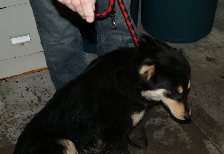 Other Photos of thie Dog