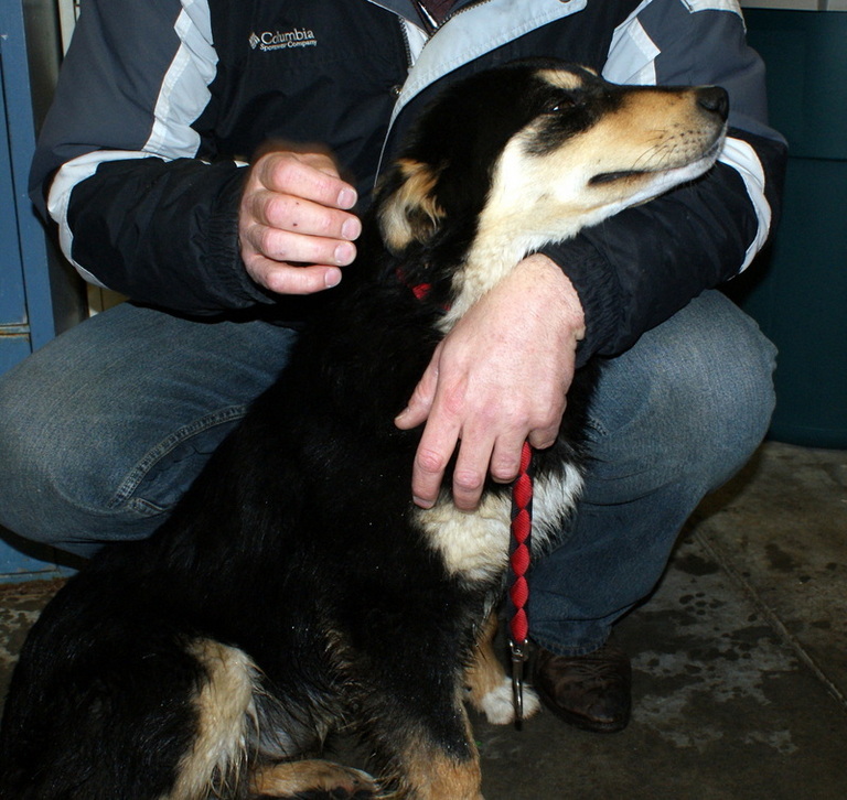 Other Photos of thie Dog