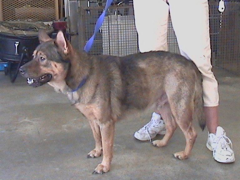 Other Photos of thie Dog