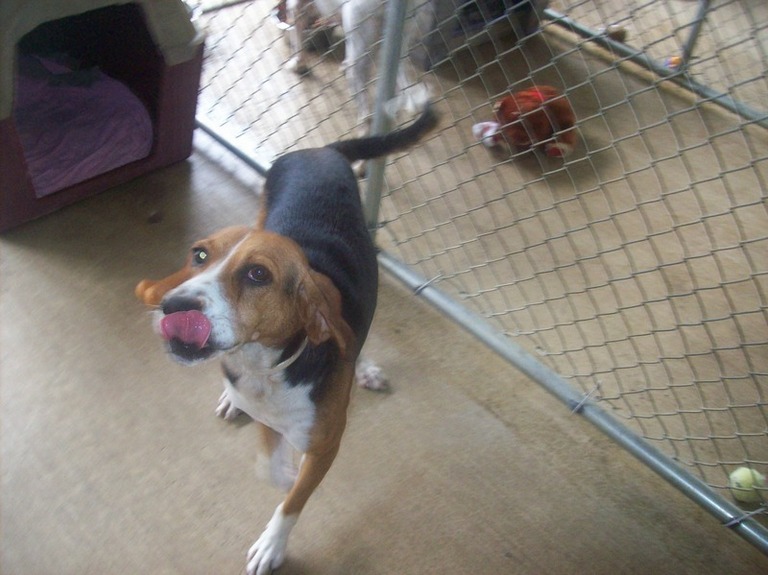 Other Photos of thie Dog
