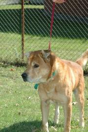 Other Photos of thie Dog
