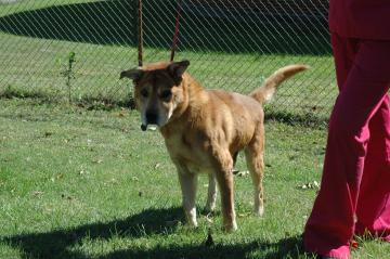 Other Photos of thie Dog