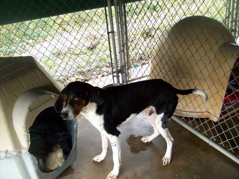 Other Photos of thie Dog