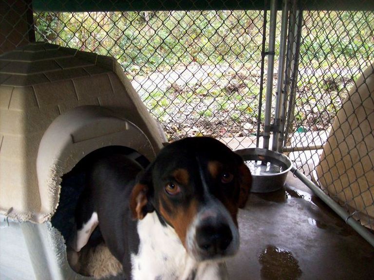 Other Photos of thie Dog