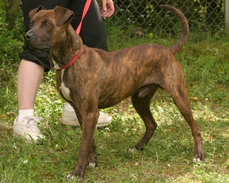 Other Photos of thie Dog