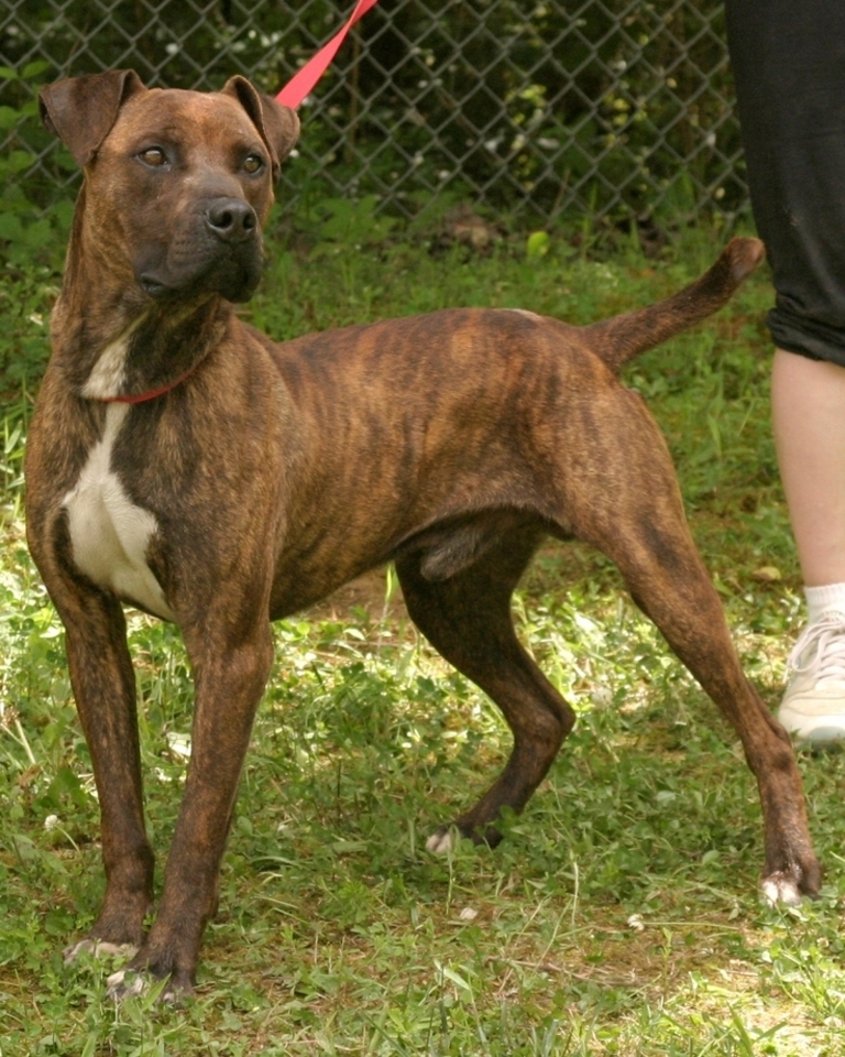Other Photos of thie Dog