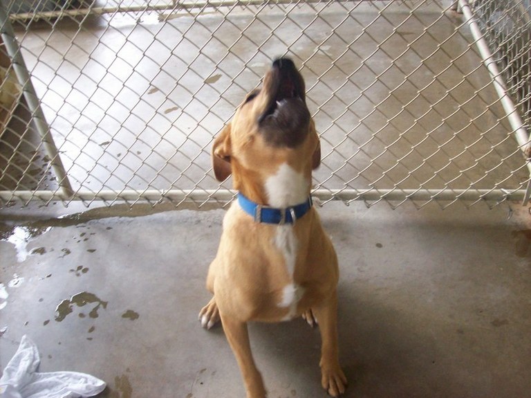 Other Photos of thie Dog