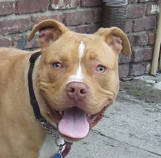Other Photos of thie Dog