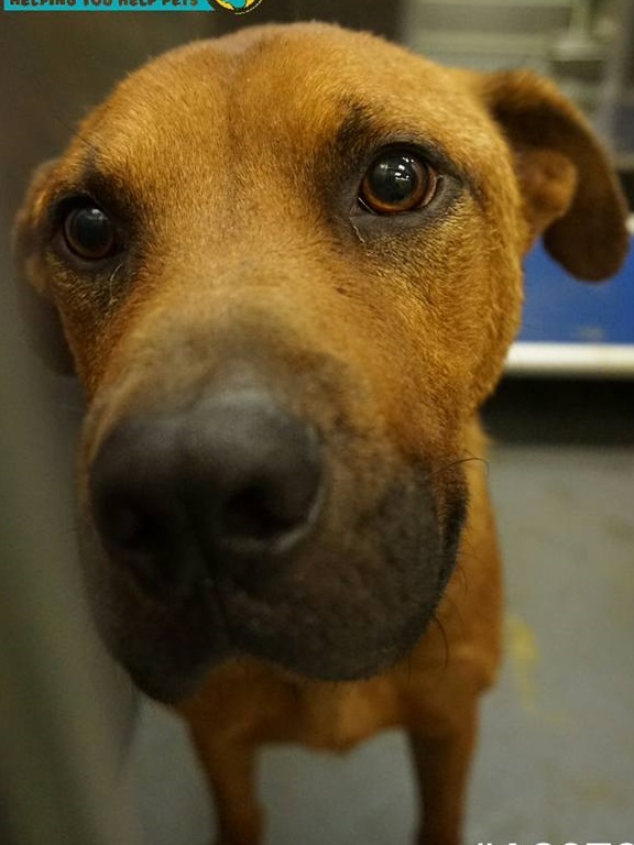 Other Photos of thie Dog
