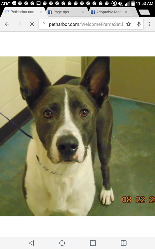 Other Photos of thie Dog