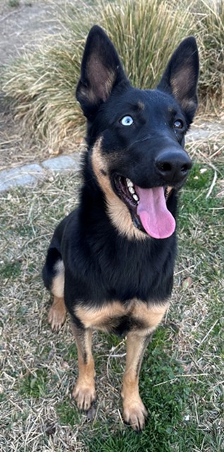Other Photos of thie Dog