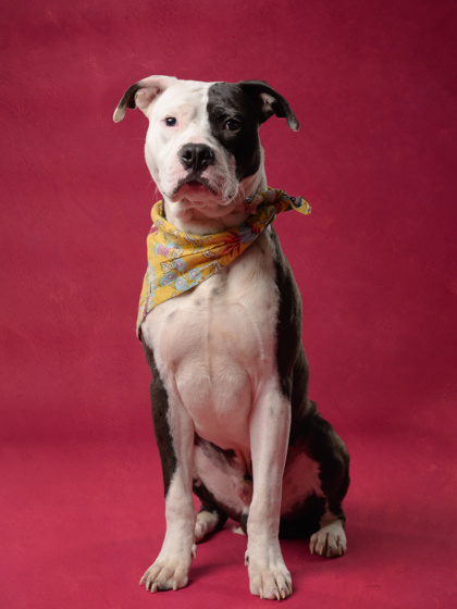 Mr Bombastic4, a Pit Bull Terrier, available for adoption