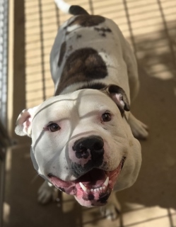 Duke, a Pit Bull Terrier (mix breed), available for adoption