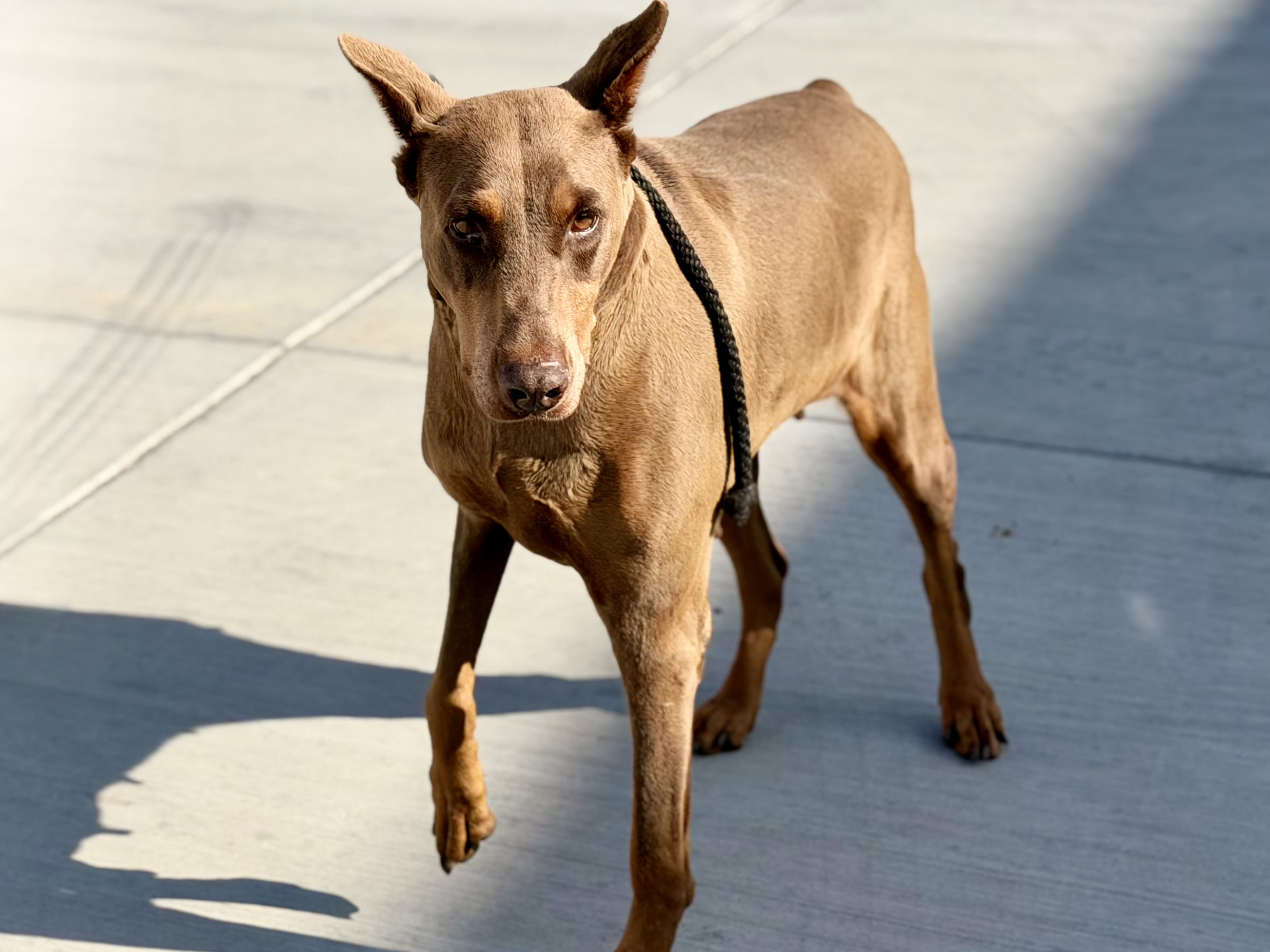 Clara, a Doberman Pinscher, available for adoption