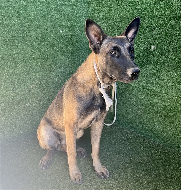 Nester, a Belgian Shepherd Malinois, available for adoption