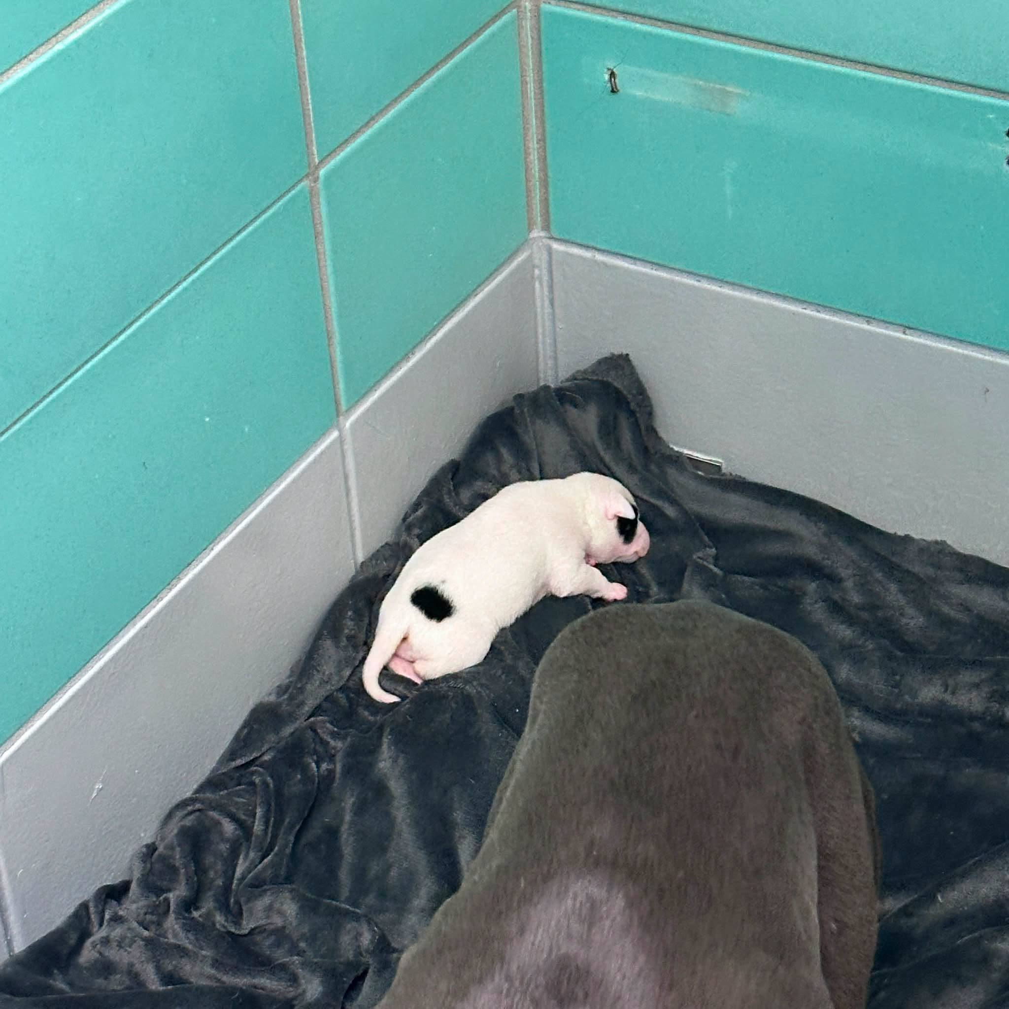Other Photos of thie Dog