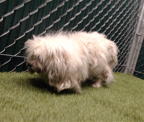 A5790090, a Maltese, available for adoption