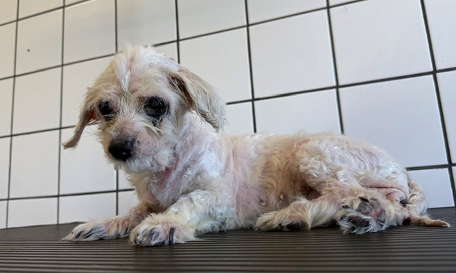 Monique, a Maltese, available for adoption