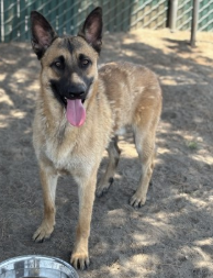 King Louie, a Belgian Shepherd Malinois, available for adoption