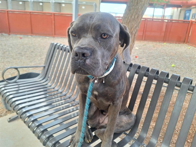 Velvet, a Cane Corso Mastiff (mix breed), available for adoption